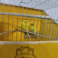 مرغ عشق مولد