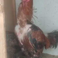 خروس لاری اصیل