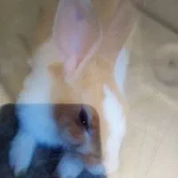 خرگوش خانگی|موش و خرگوش|مریوان, |دیوار