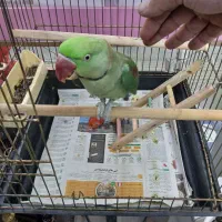 شاه طوطی نر 8ماهه