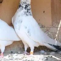 کبوتر گمشده شیرنگ