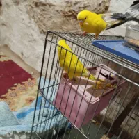 مرغ عشق معاوضه با جوجه عروس|پرنده|کارون, |دیوار