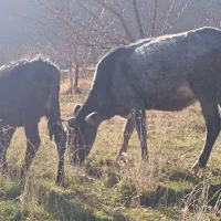 گاو و گوساله جوان