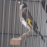 ماده سهره  ، فیلمو ببین