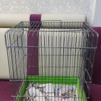 قفس پرنده(قفس مینا)|لوازم جانبی حیوانات|امیدیه, |دیوار