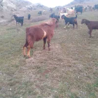 نر جوان عراقی|حیوانات مزرعه|اهر, |دیوار