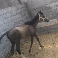 فروش کره مادیون یک ساله