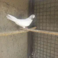 کفتر کله دم سبز|پرنده|تهران, عباس‌آباد|دیوار
