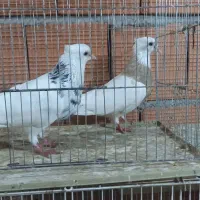 کبوتر رنگی|پرنده|گنبد کاووس, |دیوار