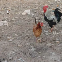 سویسه اسلام آباد ۲