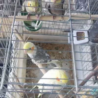 عروس هلندی
