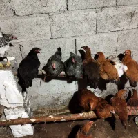 نیمچه مرغ و خروس ۵و۶ماه