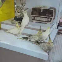 عروس هلندی|پرنده|قرچک, زیبا شهر|دیوار