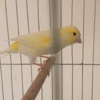 قناری بلند ورسمی|پرنده|اصفهان, سرچشمه|دیوار