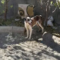 سگ نجات دارع|سگ|خنداب, |دیوار