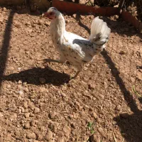 مرغ گلین