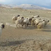 تعداد ۲۰ راس بره چاغ