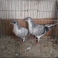 چادری،بدرنگ