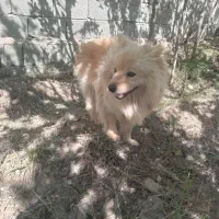 توله اشپیتز و پامر نر بالغ