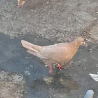 نر ماده
