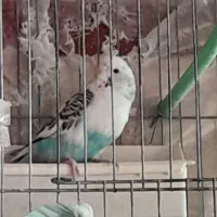 طوطی برزیلی وایت فیس