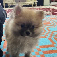 پامر خرسی|سگ|مبارکه, |دیوار