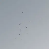 کبوتر پرشی به ضمانت پرش تو اسمون