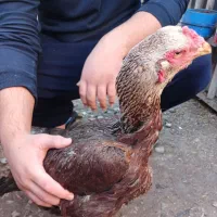 جوجه خروس و مرغ لاری|حیوانات مزرعه|گرگان, |دیوار