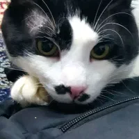 گربه نر و ماده گمشده