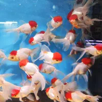 فروش انواع ماهیان گیاهخوار گوشتخوار گیاهان طبیعی