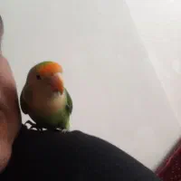 فروش کوتوله آروم شر 750