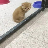 بچه گربه ملوس