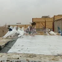 کبوتر فروشی|پرنده|رباط‌کریم, شترخوار|دیوار