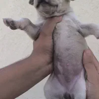 توله آمریکن پیتبول|سگ|ماهدشت, |دیوار