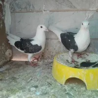 کبوتر اس|پرنده|شاهدشهر, |دیوار