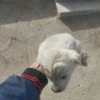 توله اشپیتز|سگ|اصفهان, گورت|دیوار