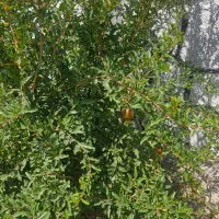 فروش فوری باغ|فروش خانه و ویلا|شاهینشهر, گزبرخوار|دیوار