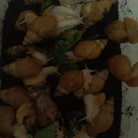 فروش یا معاوضه با هرچی