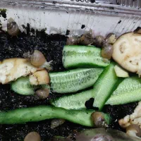 حلزون|خزنده|قم, نوقطار|دیوار