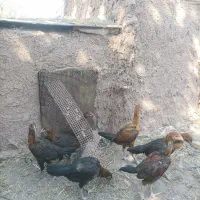 جوجه لاری افغان|حیوانات مزرعه|منجیل, |دیوار