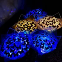 دسته گل پروانه