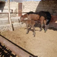 مادیان و کره