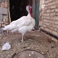 بوقلمون نر گوشتی