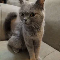 اسکاتیش آنفولد ماده بالغ ۲ونیم ساله عقیم نشده|گربه|مشهد, کوثر|دیوار