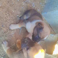 توله گله ای|سگ|تربت جام, معدآباد|دیوار