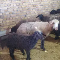 ۱۳ راس میش جوان وشیشک