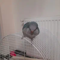 طوطی راهب شیطوون|پرنده|اندیشه, شهرک المهدی|دیوار