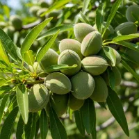 فروش ویــژه نهــال پســته ضمانتـی|خدمات باغبانی و درختکاری|آمل, |دیوار