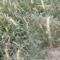 شیب بذری سانته
