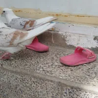 ایرپاد کبوتر خوشونه معاوضه باقناری|لوازم جانبی موبایل و تبلت|خرمآباد, |دیوار